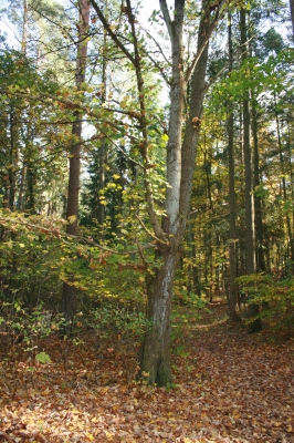 Herbst im Wald