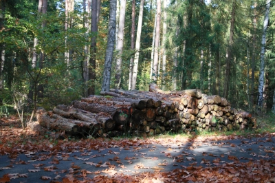 Holzstämme im Wald