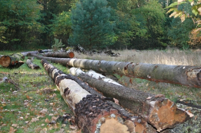 Holz im Wald