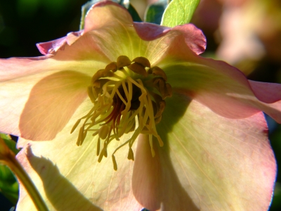 Nieswurz (Helleborus viridis)