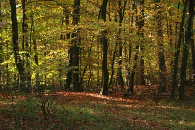 Herbstwaldlandschaft