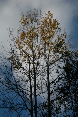 Baum im Herbsthimmel