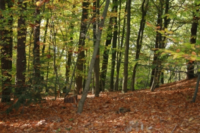 Wald im Oktober