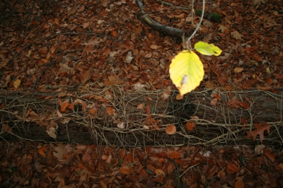 Im Herbst im Wald