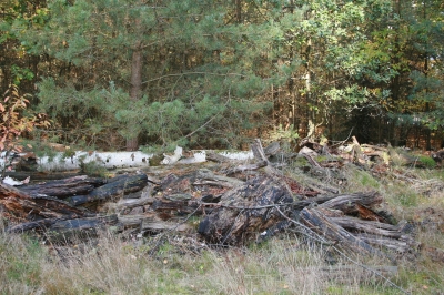 Holzhaufen im Wald