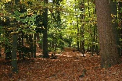 Herbst im Wald