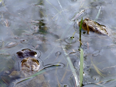 Kröten im Teich