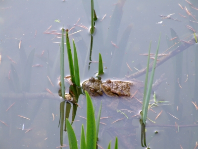 Kröten im Teich