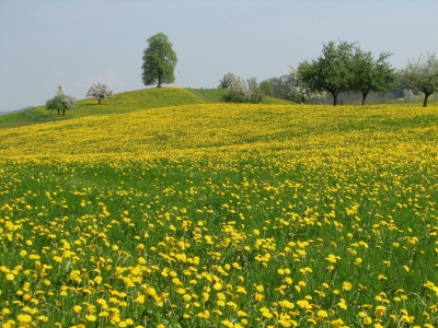 Blust im Thurgau