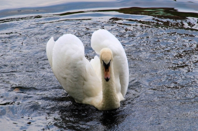 Schwan in Aufruhr