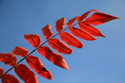 Herbstfärbung am Essigbaum_1