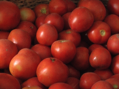 rote_tomaten