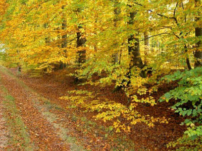 Herbstwald im Taunus
