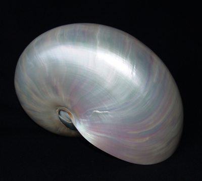 Nautilus-Muschel