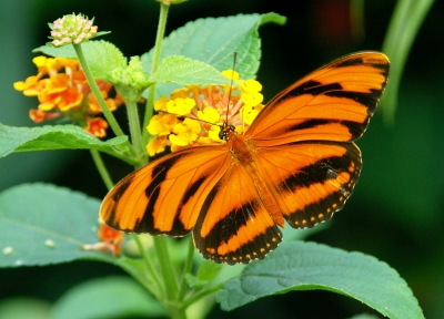 Schmetterling Fackel