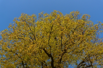 Baumkrone einer alten Linde im Herbst