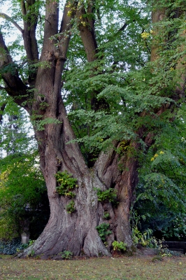 Naturdenkmal 1000jährige Linde zu Lügde-Elbrinxen