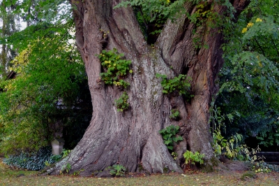 Naturdenkmal 1000jährige Linde zu Lügde-Elbrinxen