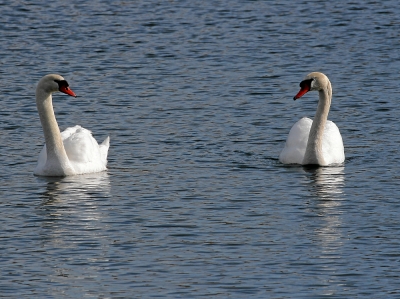 Paarlauf