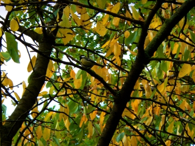 Der Vogel im Baum