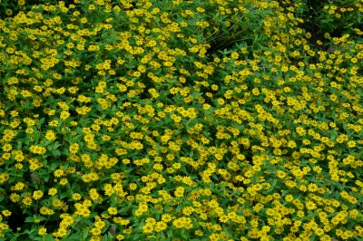 Grün-gelber Blütenteppich im Herbst