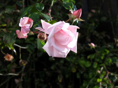 Herbst 08 rosa Rosen