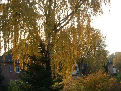 Herbst in der Siedlung