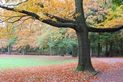 Herbst im Park