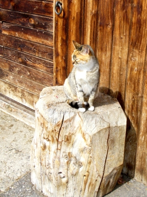 Dei Katze des Bergbauern Nummer 1