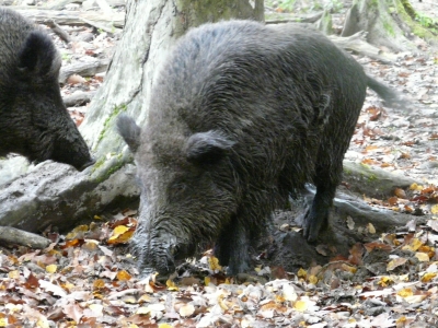 Wildschwein