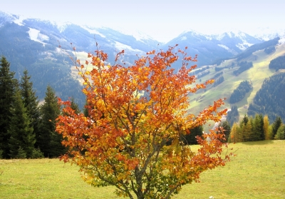 Herbstliche Landschaft 4