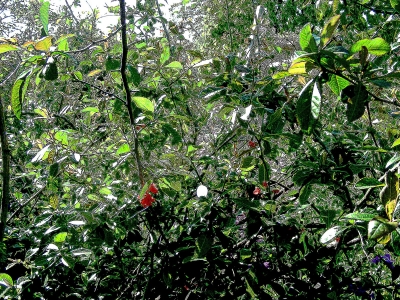 rote Blüte in grünem Strauch