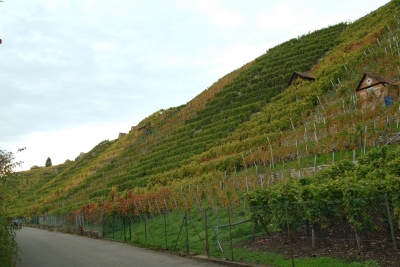 Weinberg im Herbst