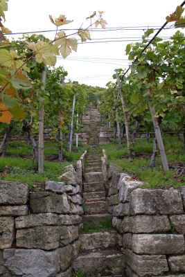 Weinberg im Herbst2