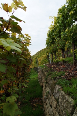 Weinberg im Herbst3