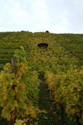 Weinberg im Herbst4