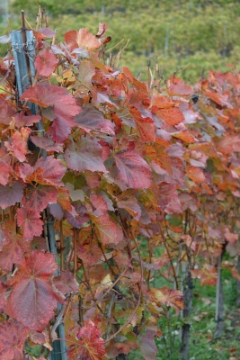 Weinberg im Herbst5