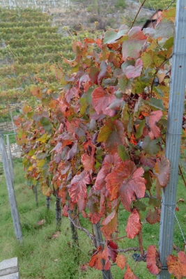 Weinberg im Herbst5