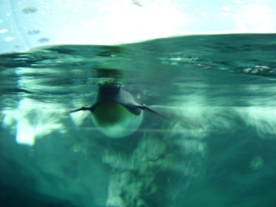 Pinguin unter dem Wasserspiegel
