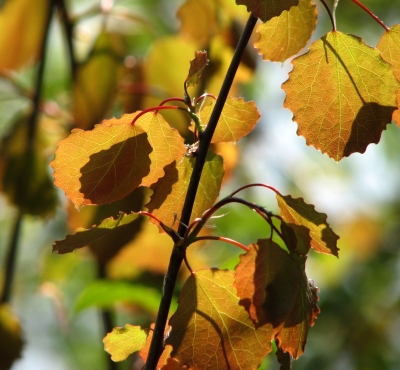 Licht im Herbstlaub