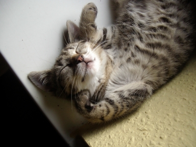 Katze - Der Kampf mit dem Schlafplatz