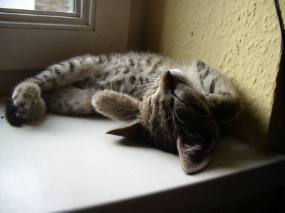Katze, getigert, schlafend, der Kampf mit dem Schlafplatz