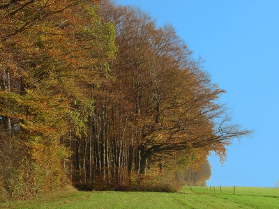 herbstlicher Waldrand