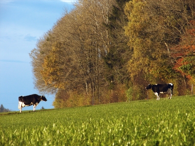 Fleckvieh vor Herbstwald