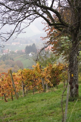 Steirischer Weingarten