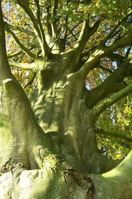 Herbstlicher Baum