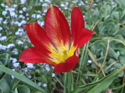 Eine Rote Blume