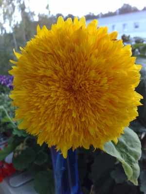 Sonnenblume 1