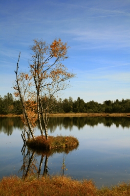 Birkeninsel im Wildsee-Moor_3