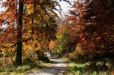 Herbstwanderung auf dem Westweg